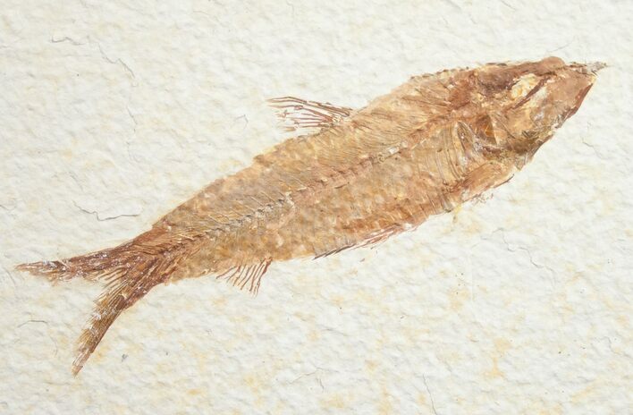 Knightia Fossil Fish - Wyoming #10922